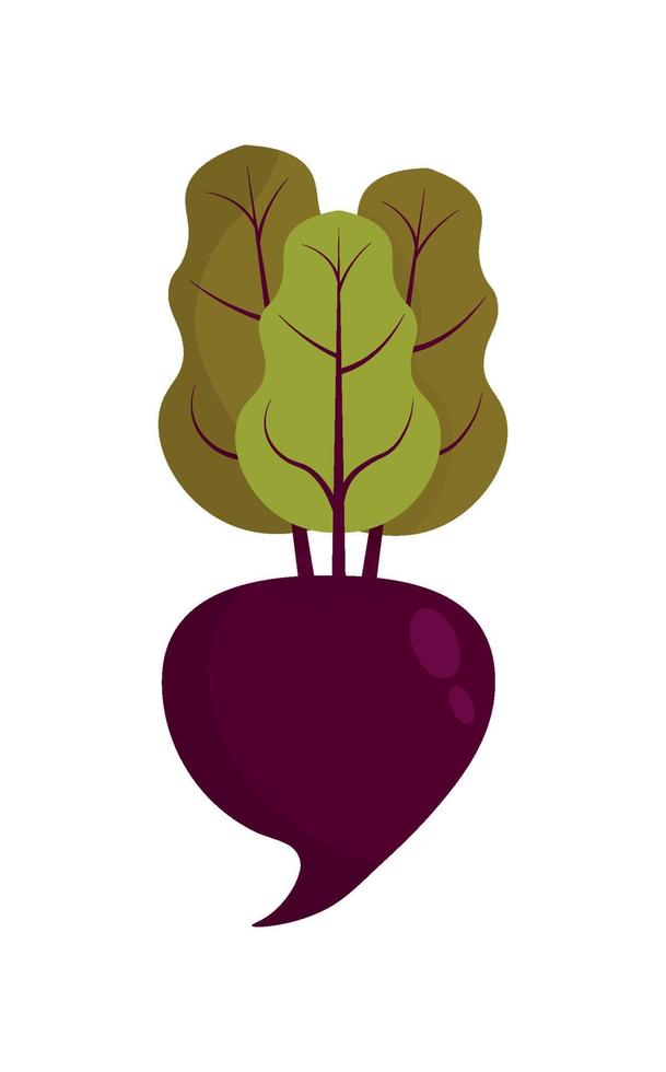 Rüben- oder Rote-Bete-Gemüse mit Blättern. Flaches Design. Vektor-Illustration. Vektor-Illustration vektor