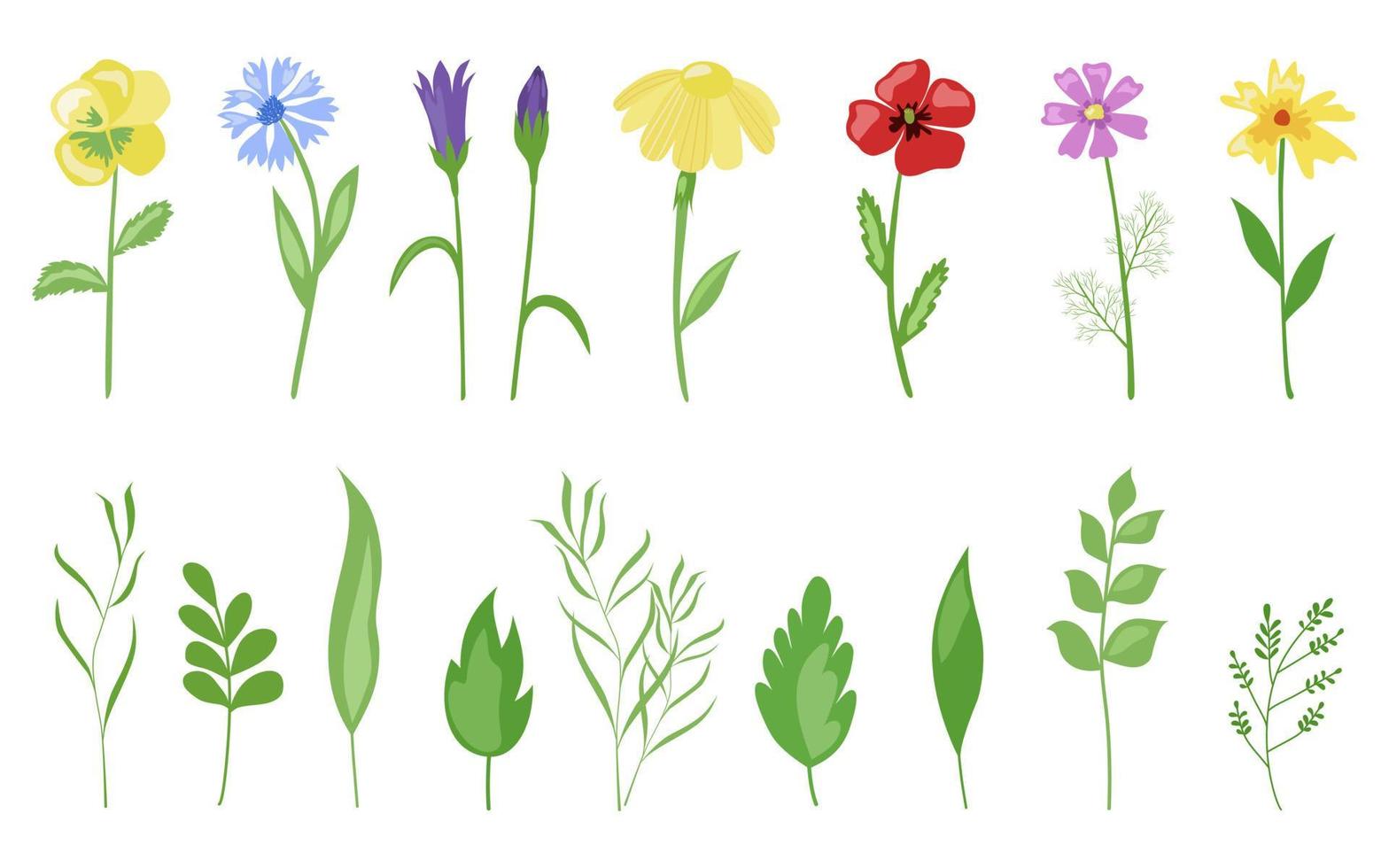 Blumen des Feldes, eine schöne Sammlung von Pflanzen und Blättern. Vektor. im Stil der Handzeichnung. vektor