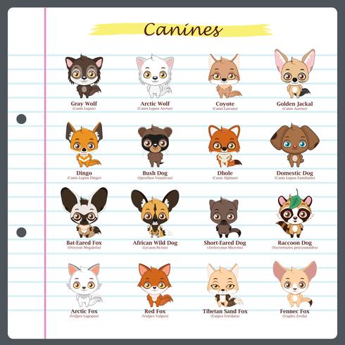 Canine illustrationer med vanliga och vetenskapliga namn vektor