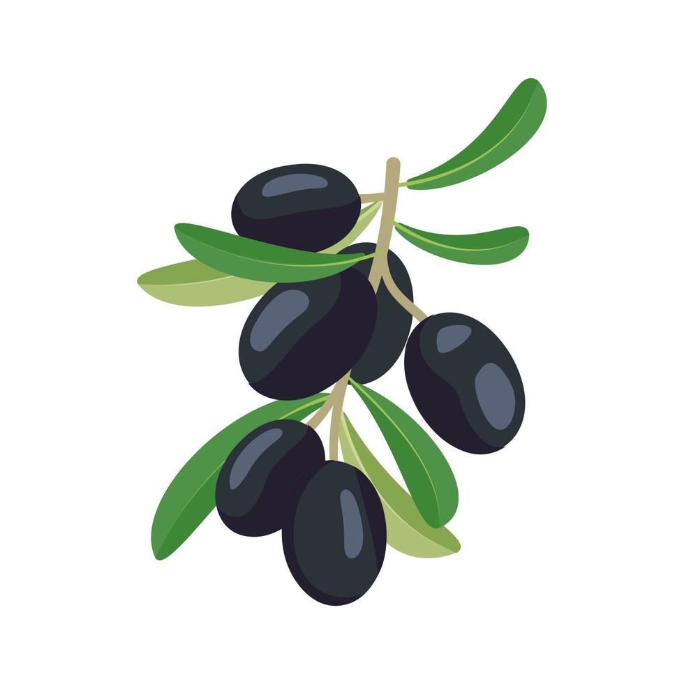 Zweig der schwarzen Oliven mit Früchten und Blättern. griechisches traditionelles essen. flache vektorillustration vektor
