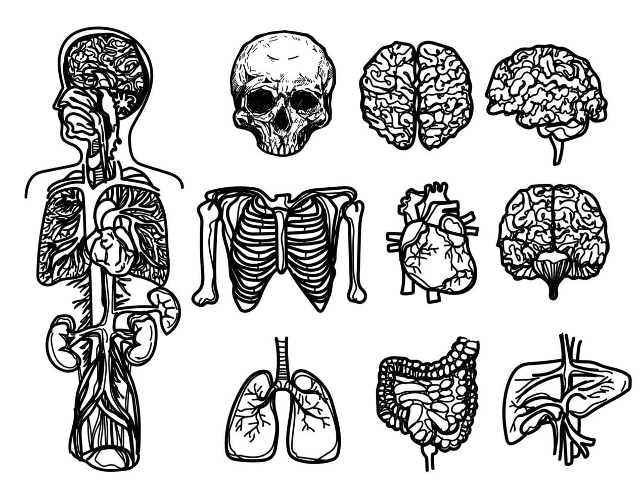 mänskliga organ platta ikoner set skiss svart och vitt vektor