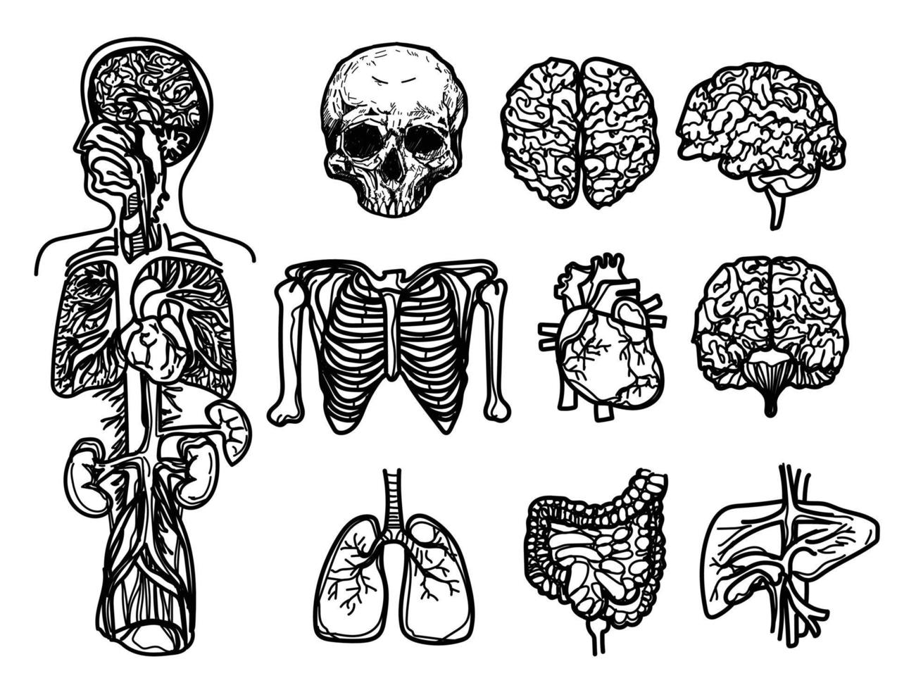 menschliche organe flache symbole stellen skizze schwarz und weiß ein vektor