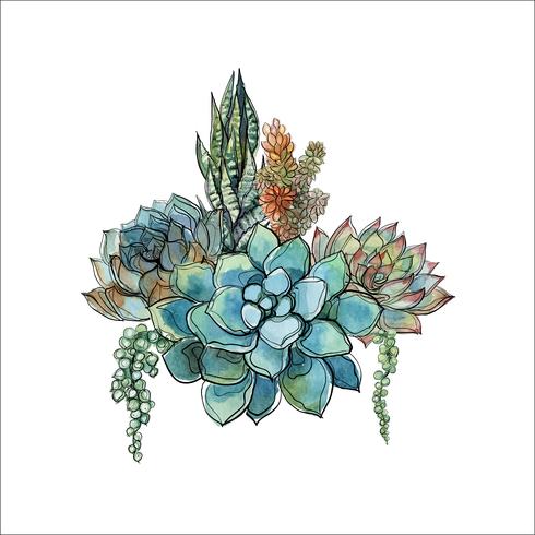 Bukett med succulenter. Blommarrangemang för design. Vattenfärg. Grafik. Vektor. vektor