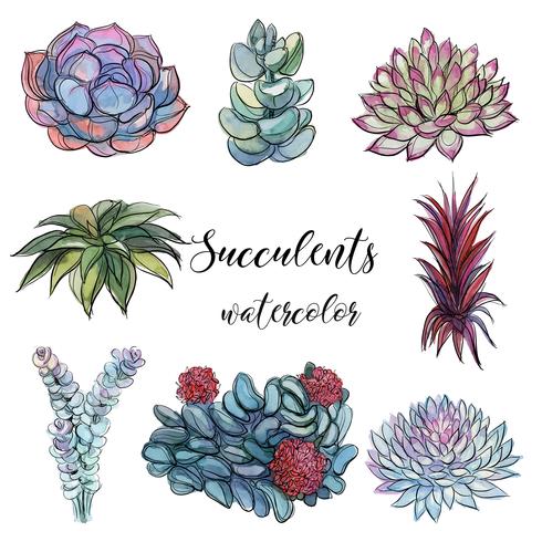 Sats av succulenter. Vattenfärg. Graphics.Isolated objects. Vektor illustration.