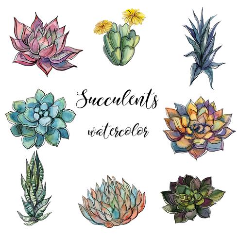 Sats av succulenter. Vattenfärg. Graphics.Isolated objects. Vektor illustration.