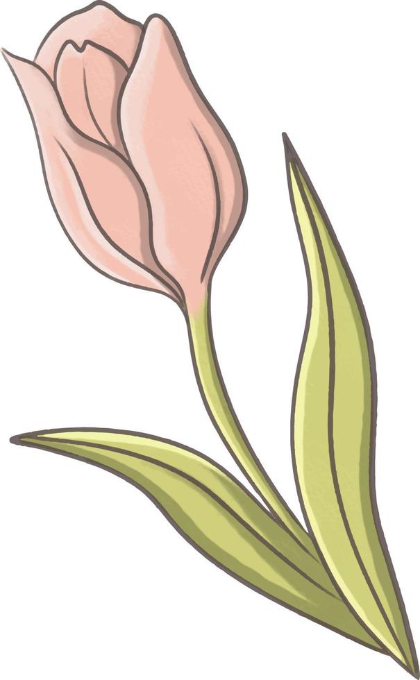 söt rosa tulpan blomma illustration vektor