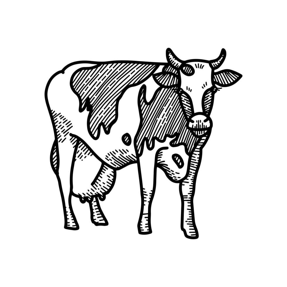 handritad skiss av prickig ko med stort mjölkjuver. graverad stil vektorillustration isolerad på vit bakgrund. vektor