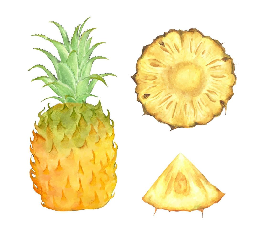 uppsättning färsk ananas. akvarell illustration. vektor