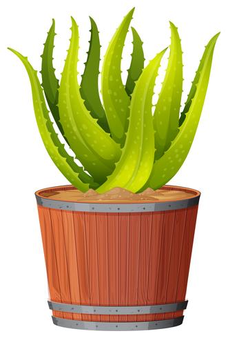 Eine Aloe Vera-Pflanze im Topf vektor