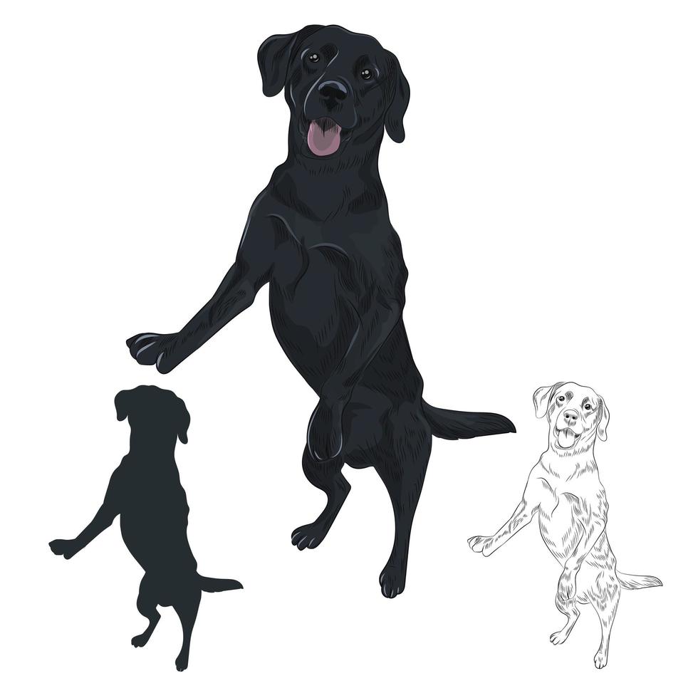 svart labrador hund hoppar isolerad på vit bakgrund. vektor