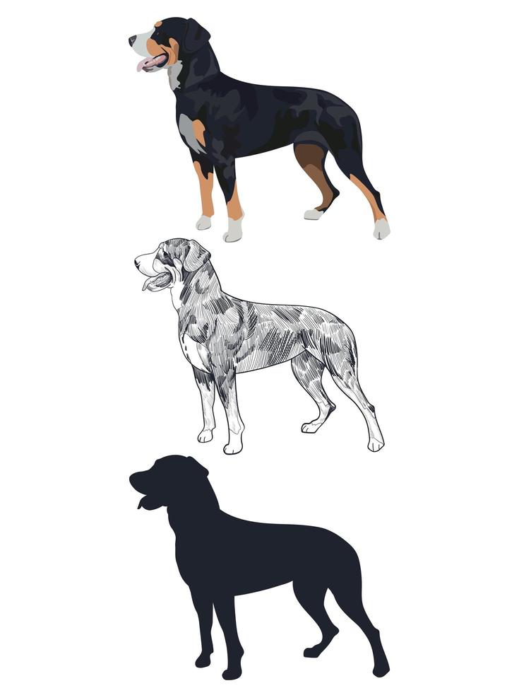 Schweizer Sennenhund in drei verschiedenen Stilen isoliert auf weißem Hintergrund. vektor