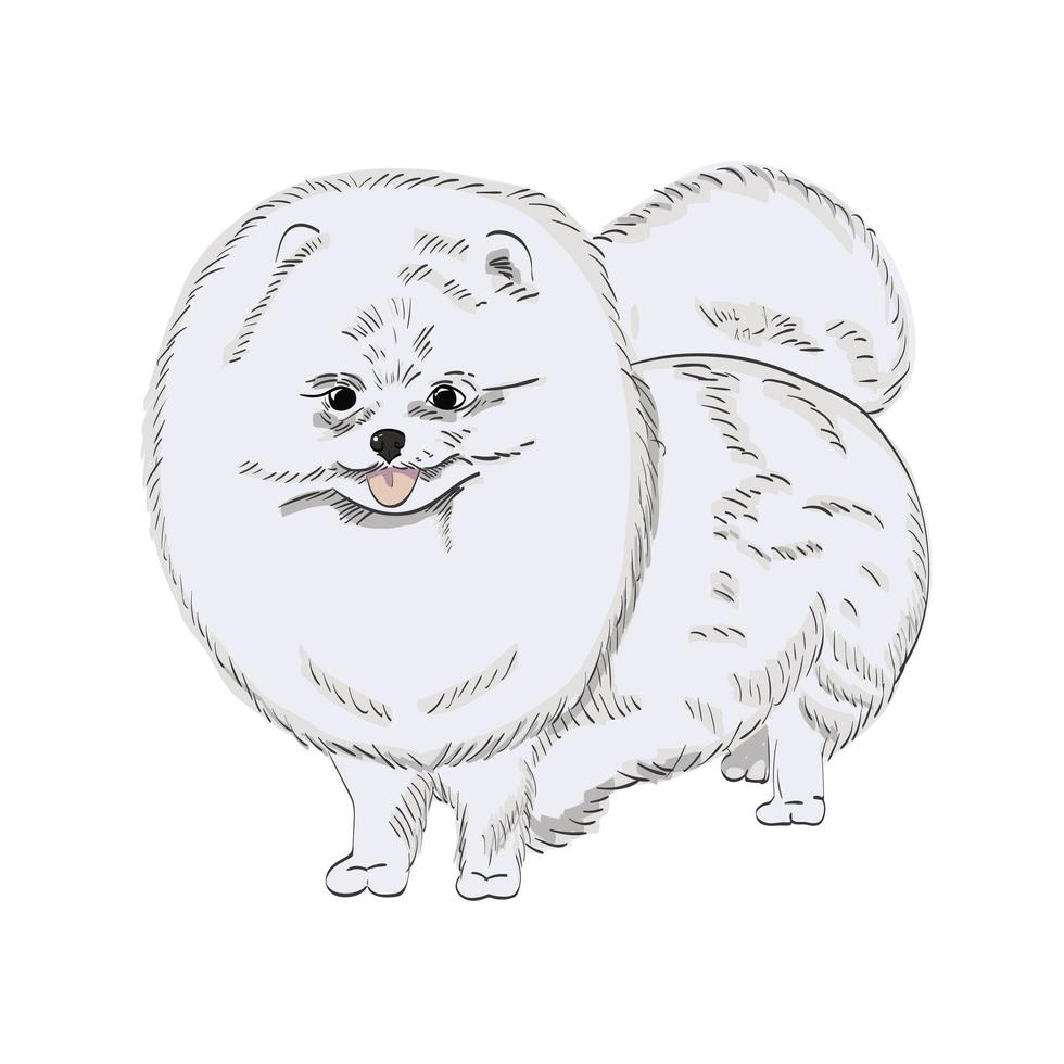 vit Pomeranian hund handritad illustration. vektor