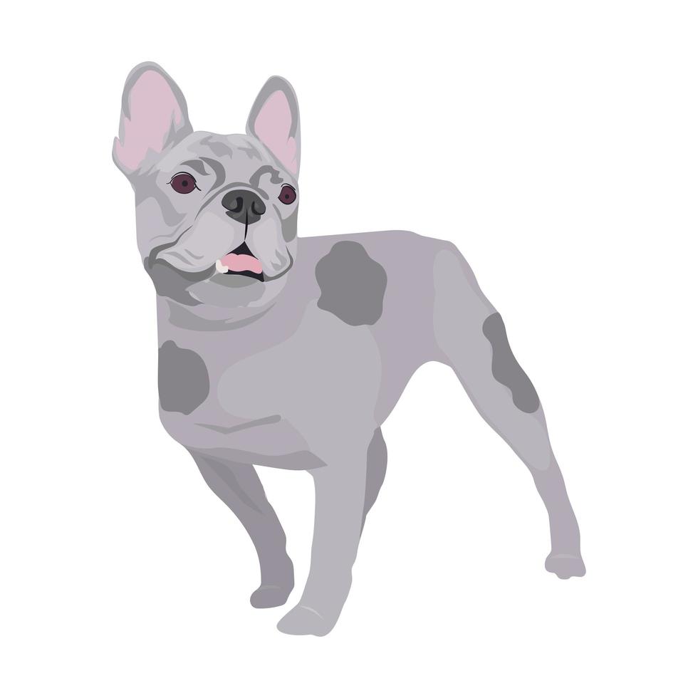 fransk bulldog isolerad på vit bakgrund. vektor