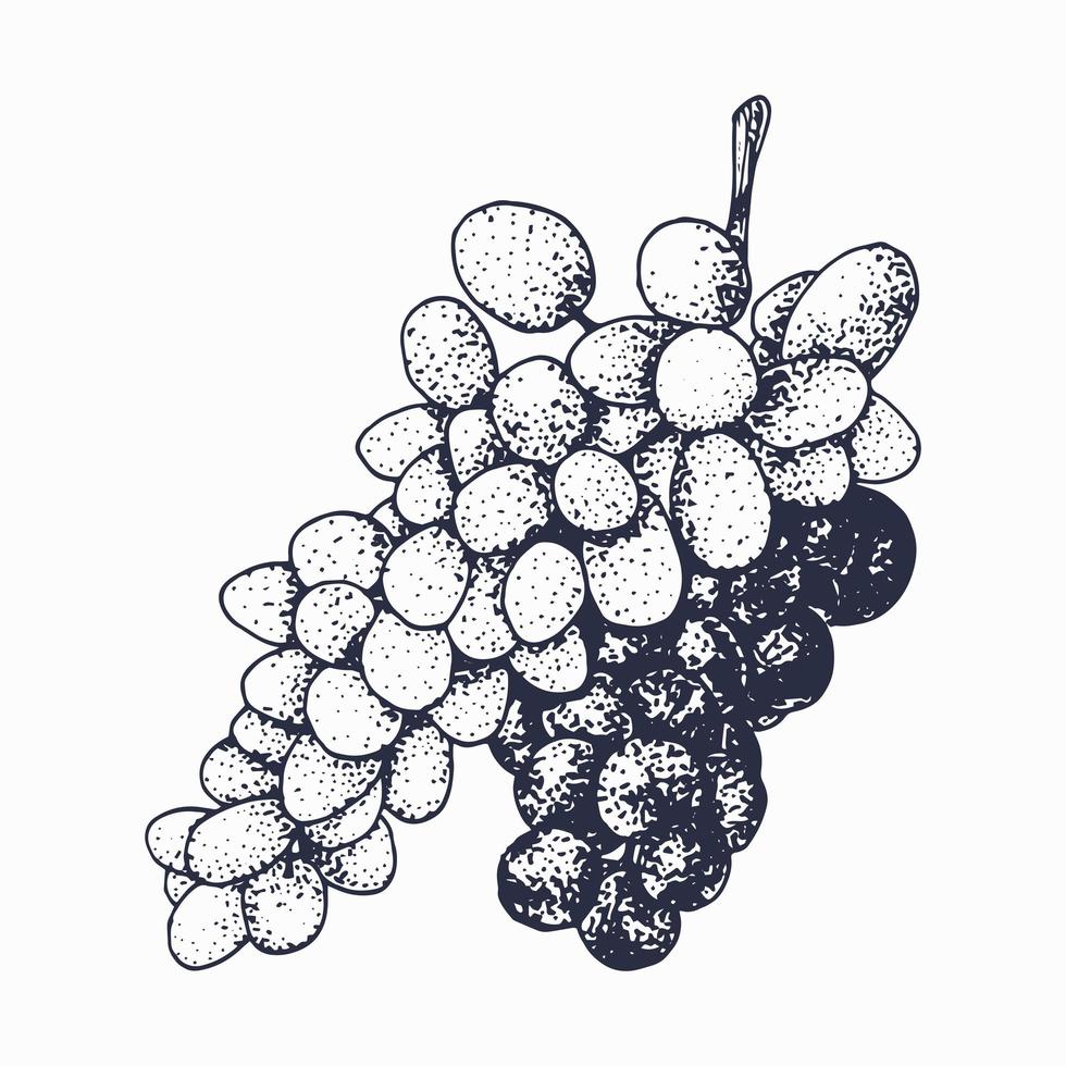Weinrebenskizze lokalisiert auf weißem Hintergrund. vektor