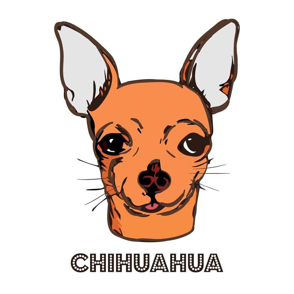chihuahua huvud isolerad på vit bakgrund. vektor