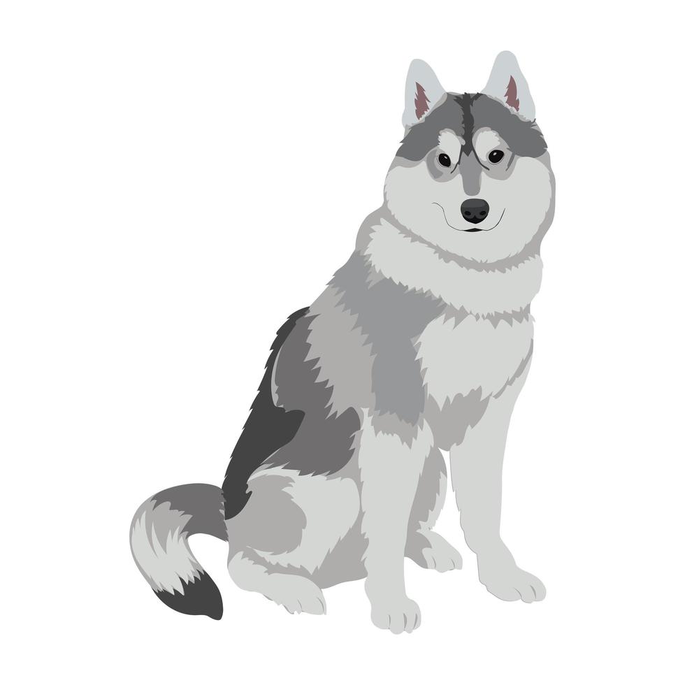 Husky-Hund sitzt isoliert auf weißem Hintergrund. vektor