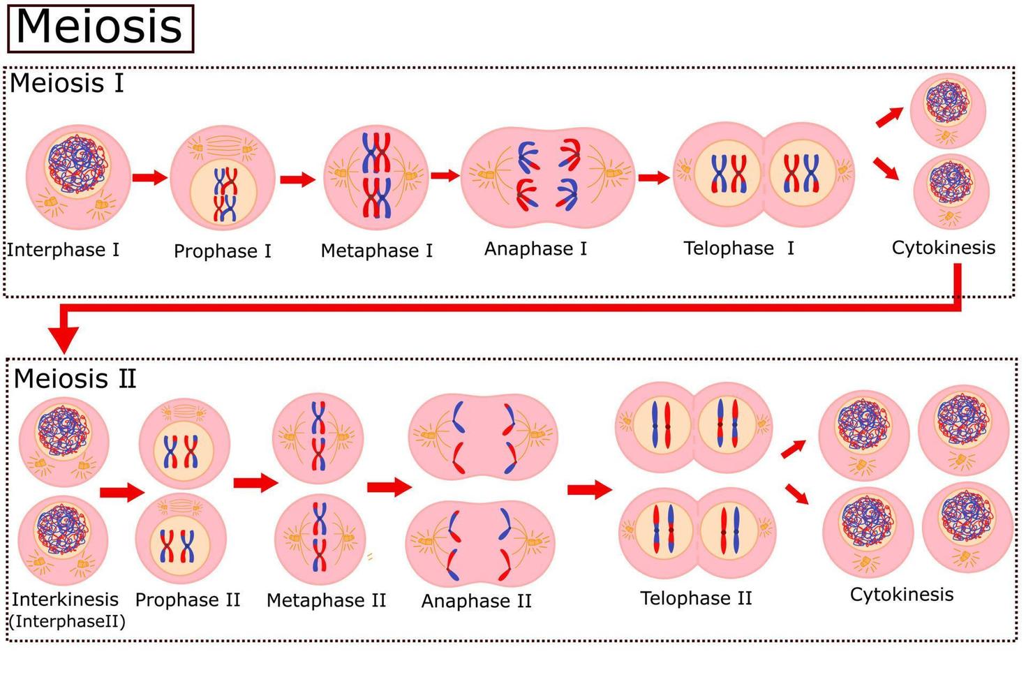 diagram av meios. celldelning är processen som celler går igenom för att dela sig. vektorillustration. vektor