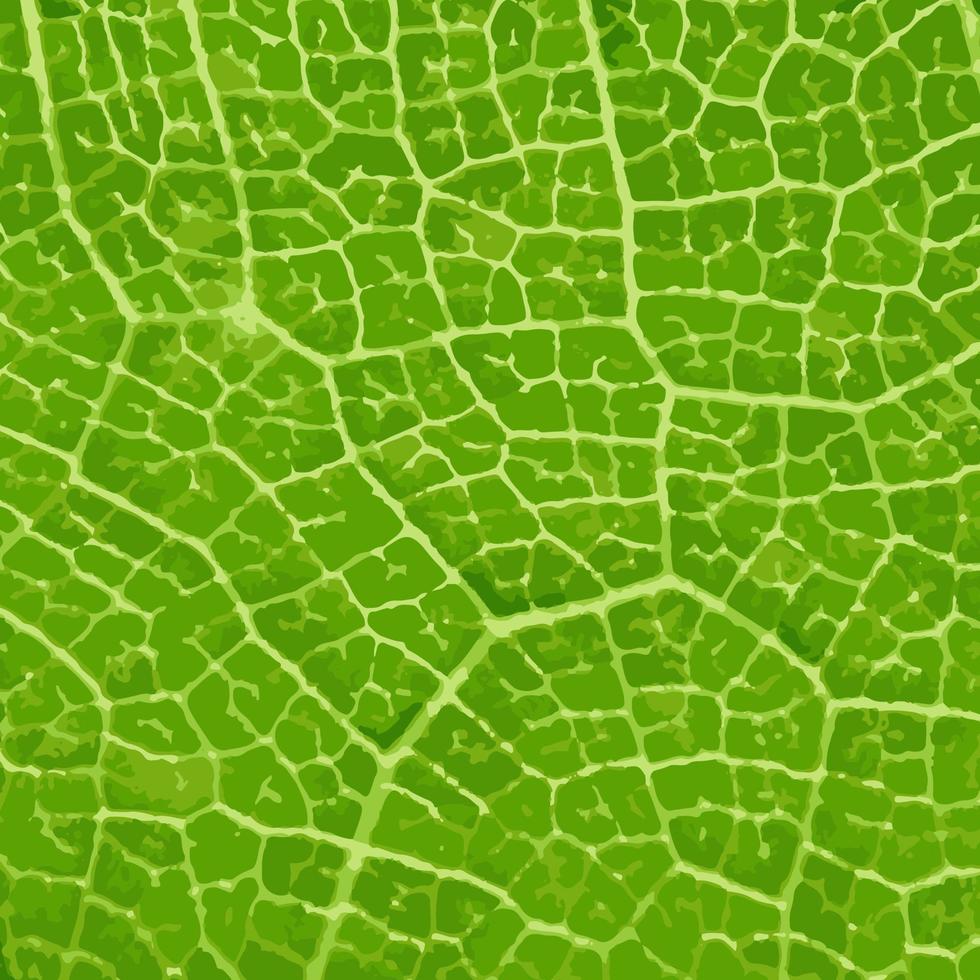 grünes Blatt Makro. grüner Blatthintergrund. grüne Blattstruktur vektor