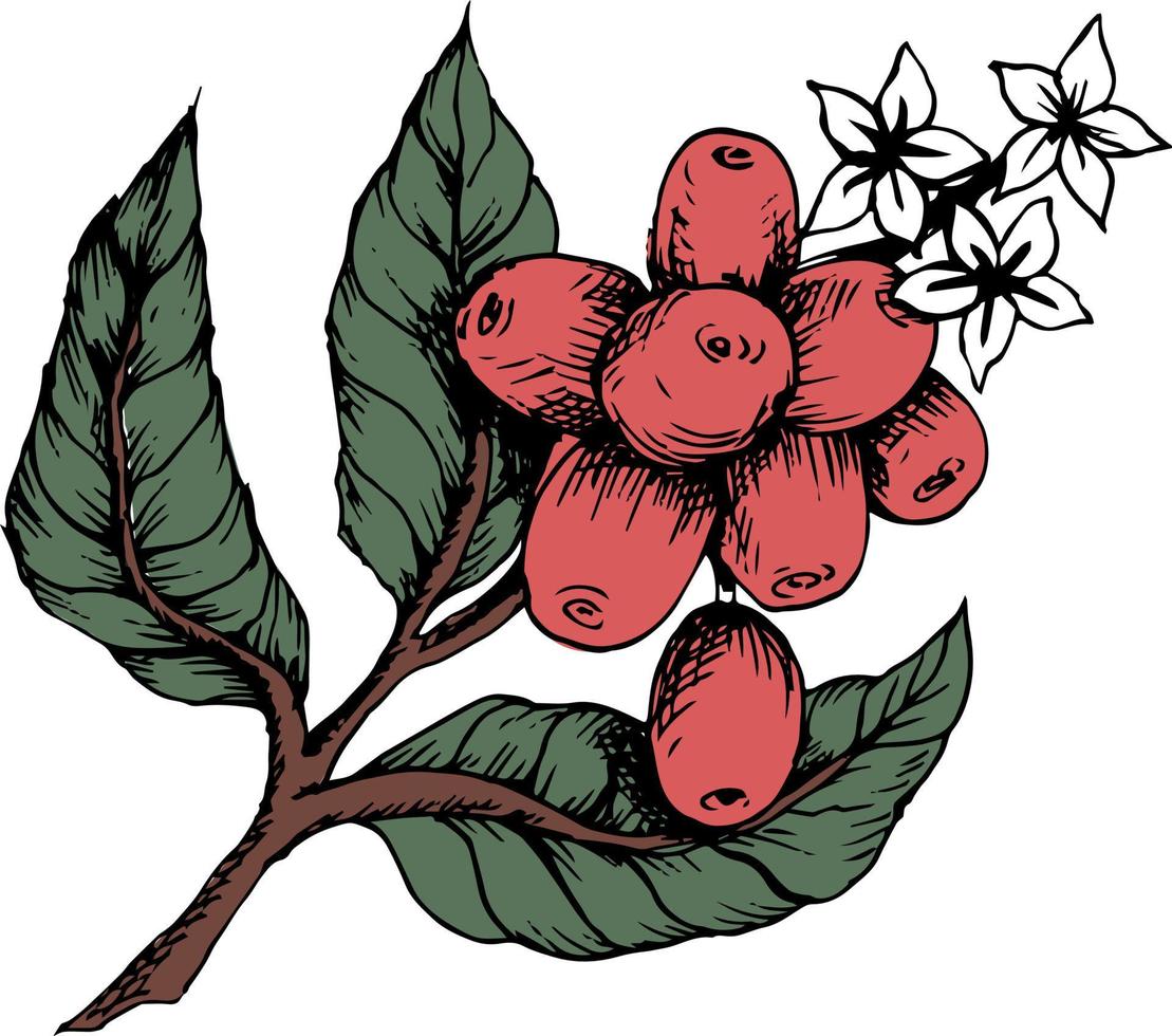 vektor illustration av kaffebönor baserad på handritad skiss