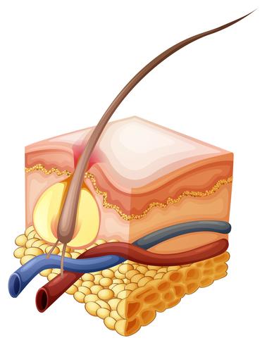 Hår växer under huden vektor