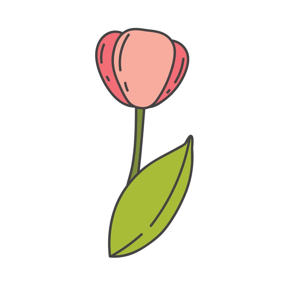 niedliche tulpe der karikatur mit grüner stielvektorillustration. Frühlingsblumen vektor