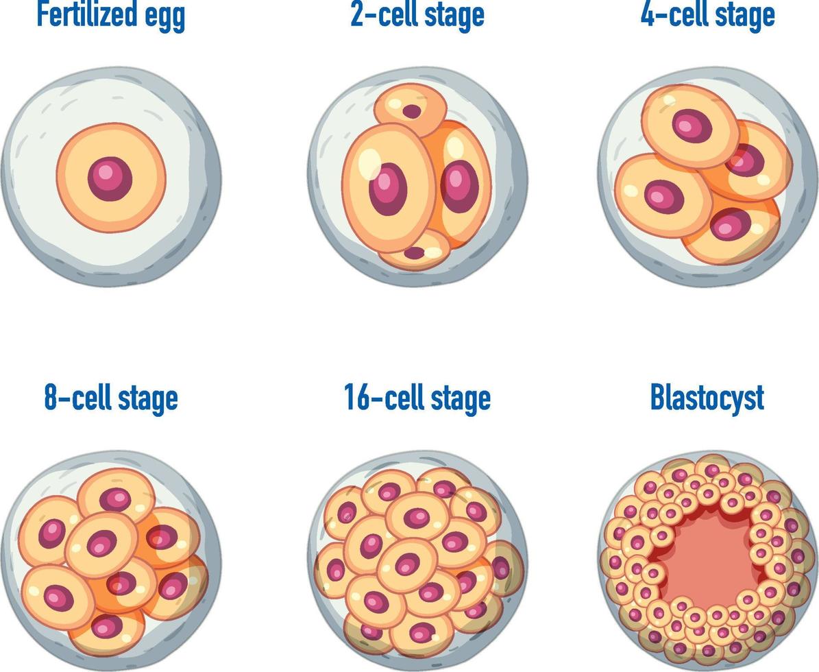 menschliche Embryonalentwicklung beim Menschen vektor
