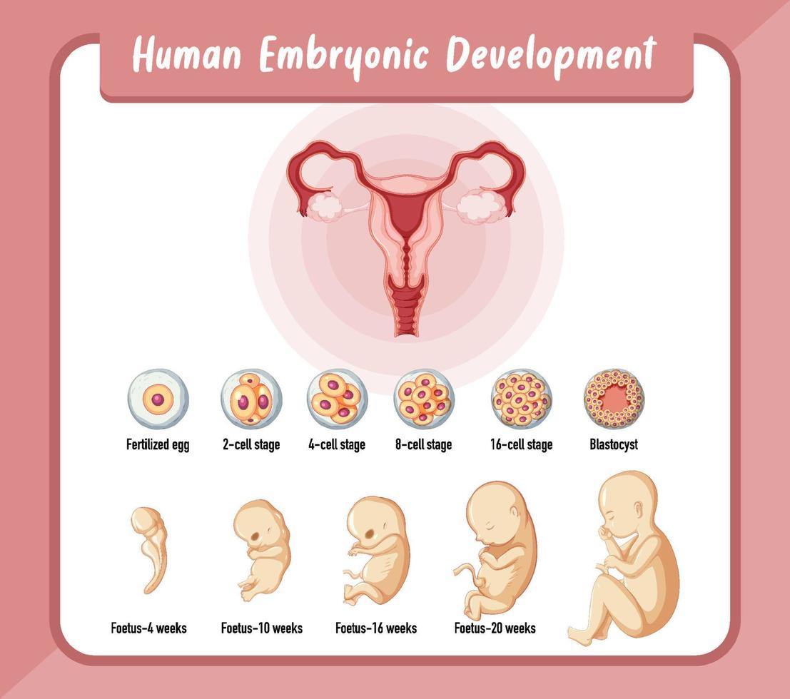 menschliche embryonale entwicklung in der menschlichen infografik vektor