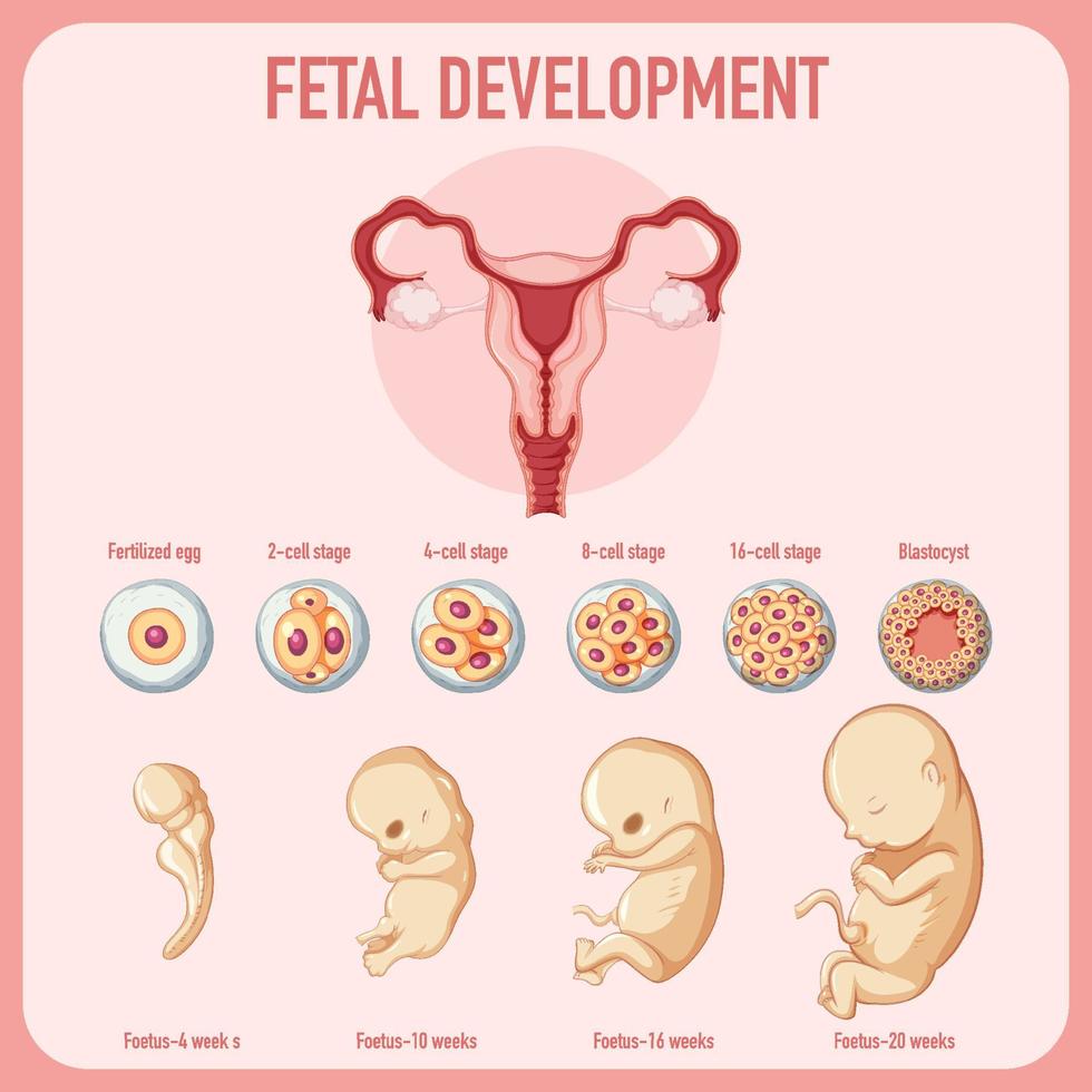menschliche embryonale entwicklung in der menschlichen infografik vektor