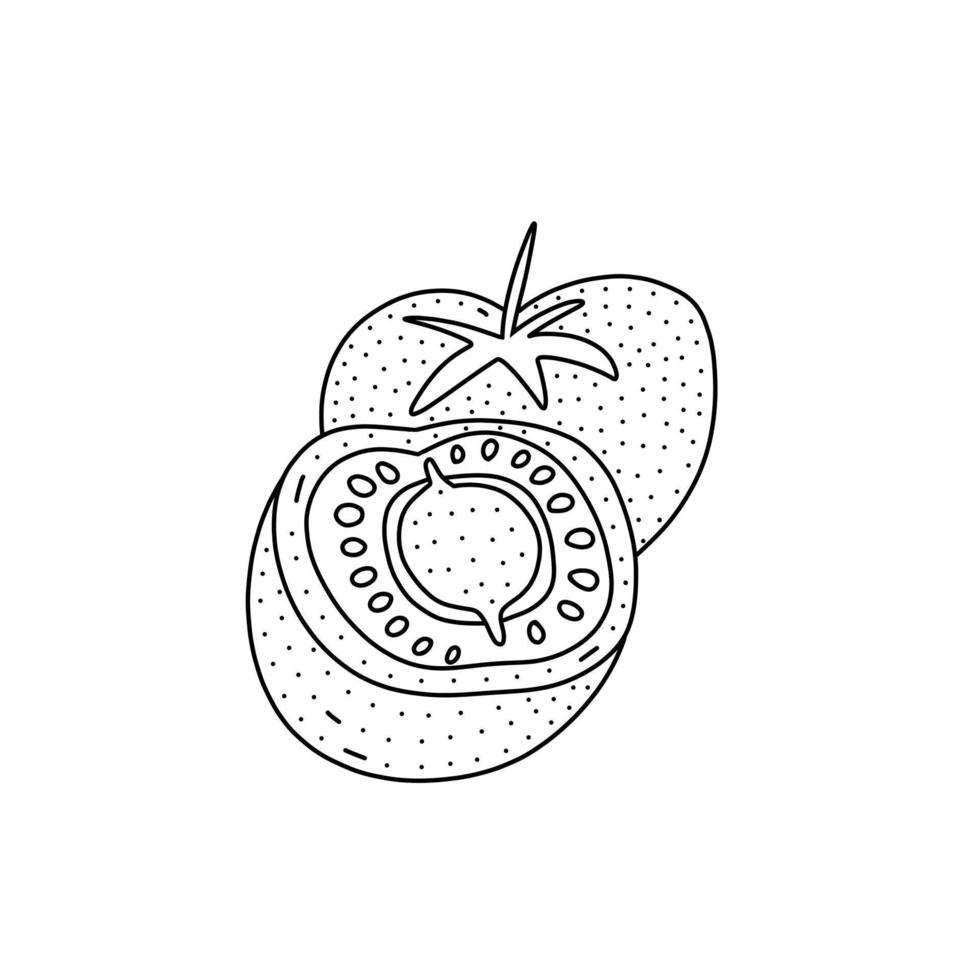hand gezeichnete vektorillustration von tomaten im gekritzelstil. nette Illustration eines Gemüses auf einem weißen Hintergrund. vektor