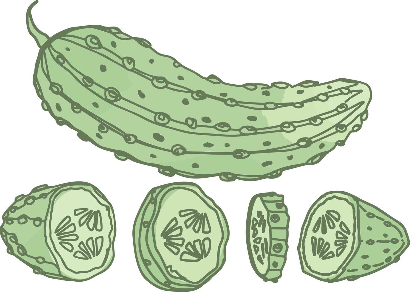 grüne frische gurke leckeres gemüseessen vektor