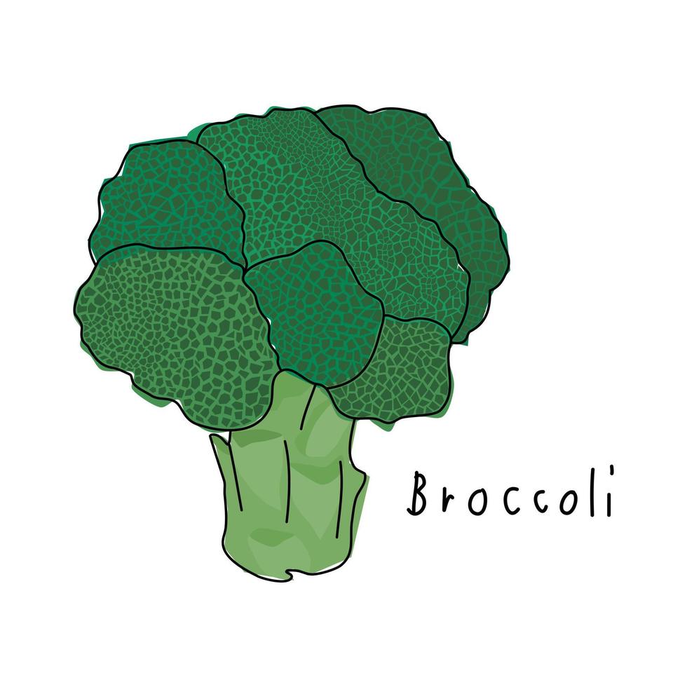 broccoli på en vit bakgrund. handritad grönsaksvektor. tecknade grönsaker. vektor illustration. omslagspapper mönster.