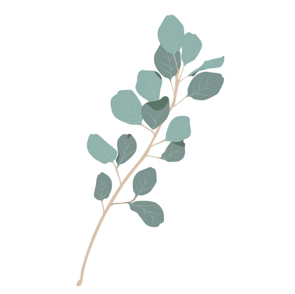 Eukalyptus verlässt Vektorvorratillustration. zarte Tropenblätter für den Brautstrauß. ein Zweig mintfarbener Blüten. Frühlings- oder Sommerblumen für Einladungs-, Hochzeits- oder Grußkarten. vektor