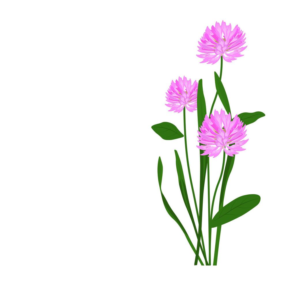 Wiese Klee Vektor Stock Illustration. wiese blume nahaufnahme. frühling wilde honigpflanze. die blühende Rotklee-Vorlage. getrennt auf einem weißen Hintergrund