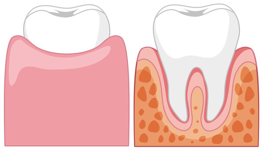 Eine Karikatur der menschlichen Zähne vektor