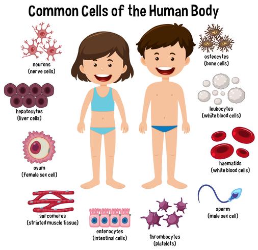 Vanliga celler i människokroppen vektor