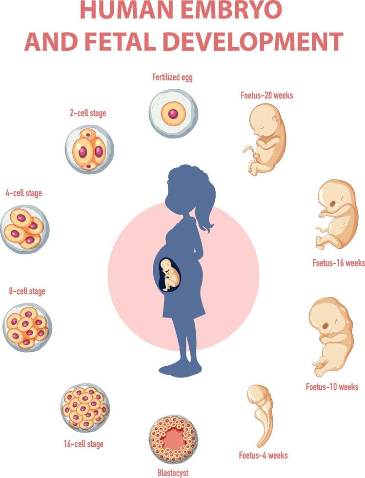 mänsklig embryonal utveckling i mänsklig infografik vektor