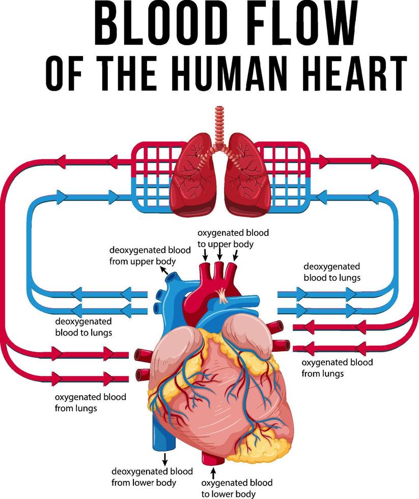 diagram som visar blodflödet i det mänskliga hjärtat vektor