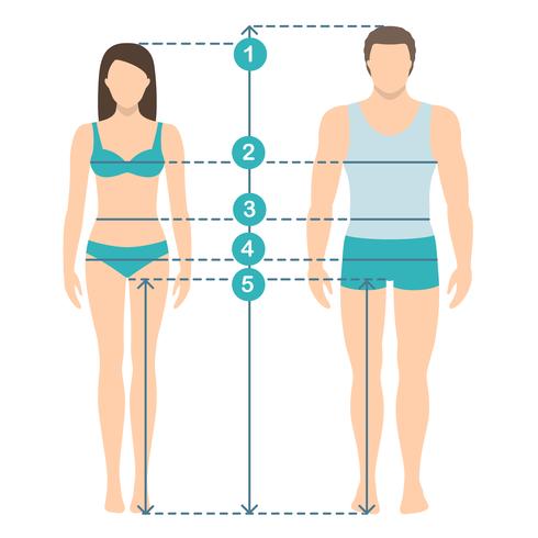 Vektor illustration av män och kvinnor i full längd med mätlinjer av kroppsparametrar. Man och kvinnor storlekar mätningar. Människokroppsmätningar och proportioner. Platt design.
