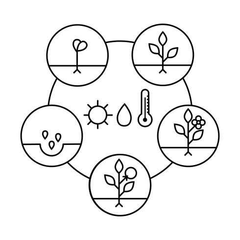 Pflanzenwachstumsstadien. Linie Kunstikonen. Lineare Artillustration lokalisiert auf Weiß. Obst pflanzen, Gemüse verarbeiten. Flaches Design-Stil. vektor
