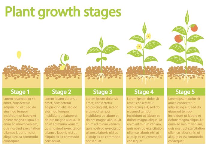 Växter som växer infografiskt. Växter växande process. Växter tillväxtsteg. vektor