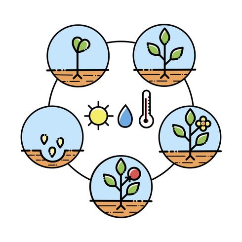 Växttillväxtstadier infographics. Linjekonstikoner. Planteringsundervisningsmall. Linjär stil illustration isolerad på vitt. Plantera frukt, grönsaker process. Plattformad stil. vektor