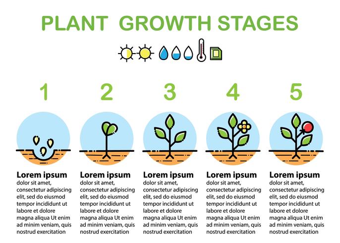 Växttillväxtstadier infographics. Linjekonstikoner. Platt design. vektor