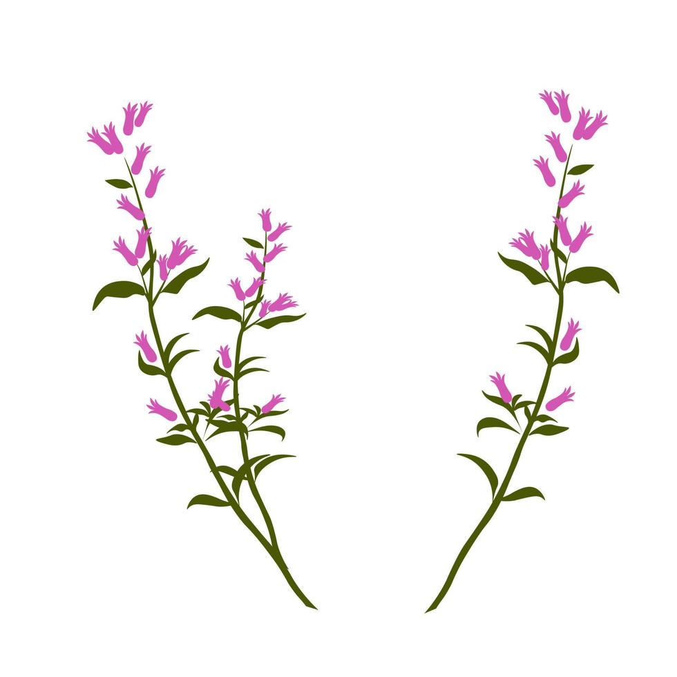 Heather-Vektor-Lager-Illustration. ein zartes Bouquet aus rosafarbenen Wildblumen. isoliert auf weißem Hintergrund. vektor