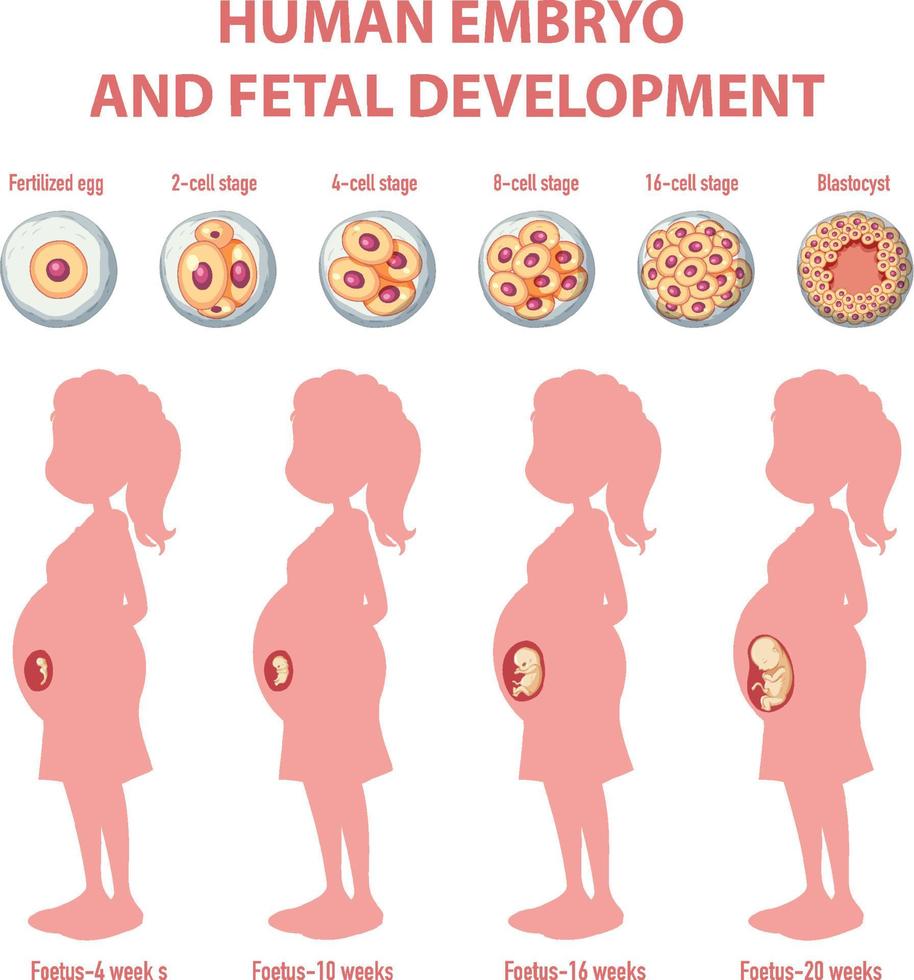 mänsklig embryonal utveckling i mänsklig infografik vektor