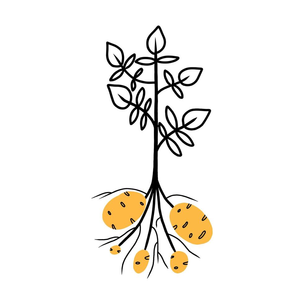 potatisväxt med gröna blad. rå grönsak. ekologisk gårdsprodukt. vektor illustration i doodle stil.