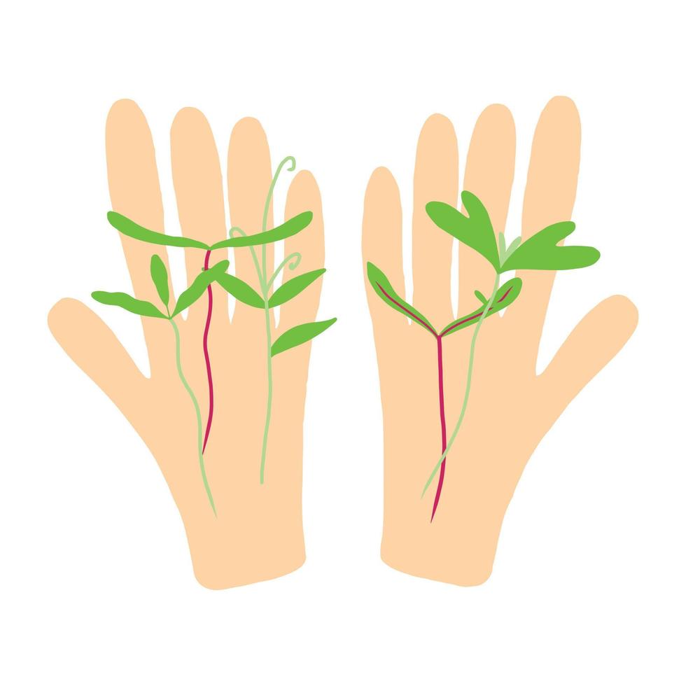 in den Händen von Sprossen. Microgreens in der Hand. Vektor-Illustration isoliert auf weißem Hintergrund. vektor