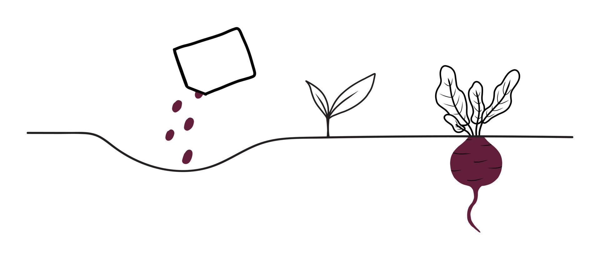 Rüben Wachstumsstadien. Lebenszyklus einer Rübenpflanze. Anweisungen zum Pflanzen von Karotten. Vektorillustration im Doodle-Stil isoliert auf weißem Hintergrund vektor