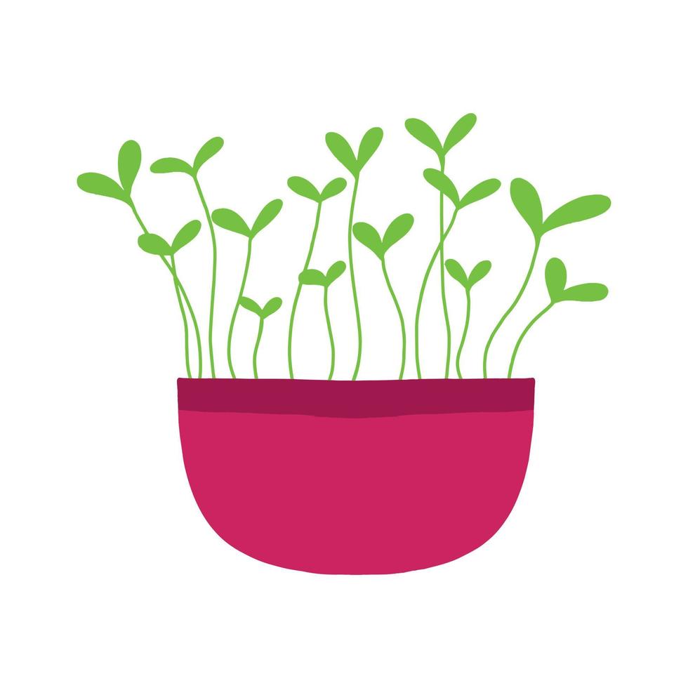 Topf Microgreens. Microgreens Erbsen, Rettich, Zwiebel, Rucola. Sonnenblumen, Rüben und andere. Vektor-Illustration isoliert auf weißem Hintergrund. gezeichneter Stil. vektor