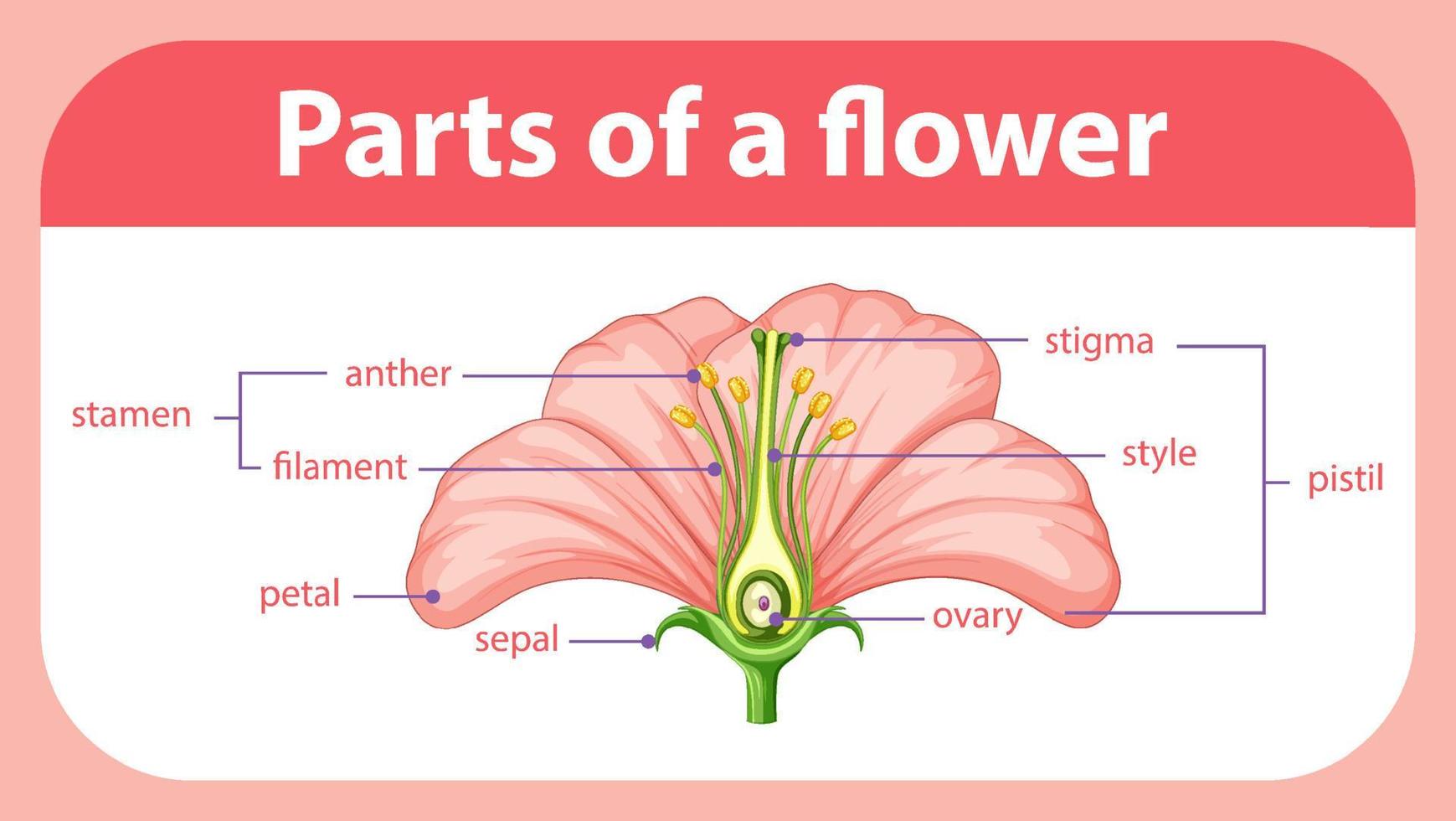 diagram som visar olika delar av blomman vektor