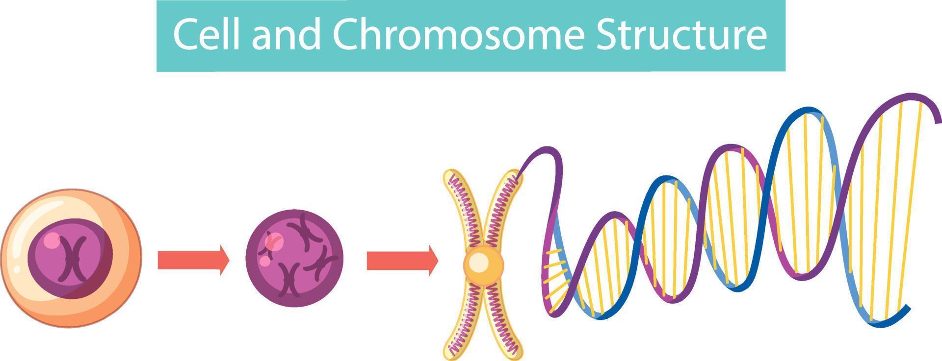 infografik zur zell- und chromosomenstruktur vektor